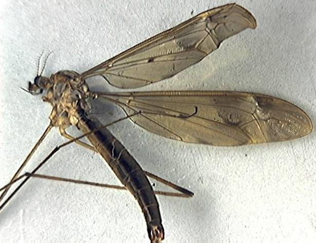 Tipula fulvipennis